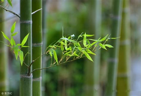 竹子 種植|竹子种植方法和注意事项